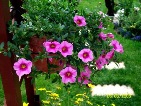 Callibrachoa