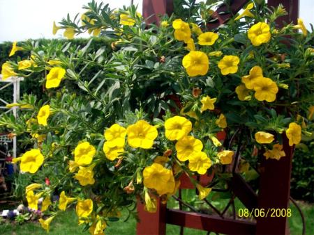 Callibrachoa