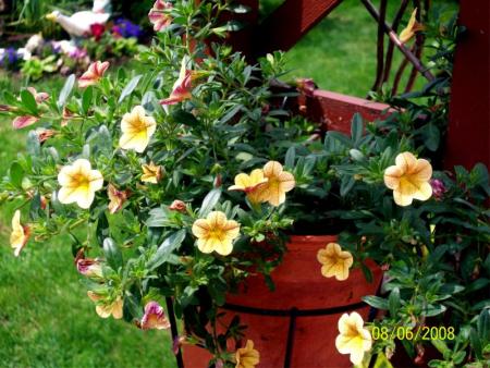 Callibrachoa