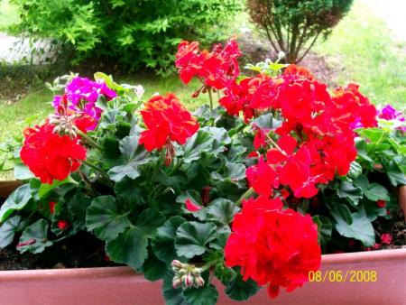 Geranium