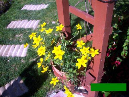 Bidens