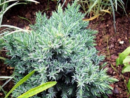 juniperus sqamata 