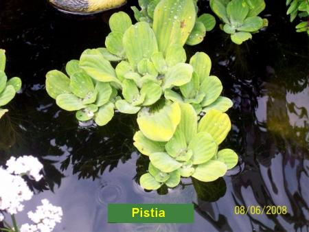 Pistia
