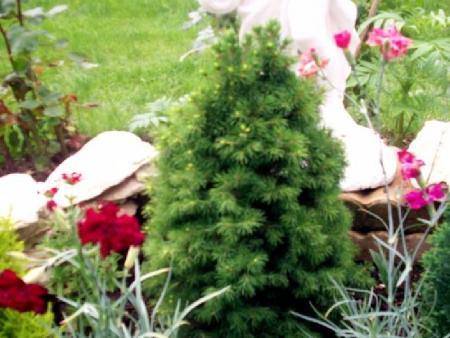 Arbre de noel