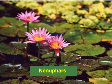 Nenuphars