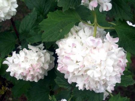 Boules de neige