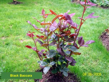 Black Baccara 
