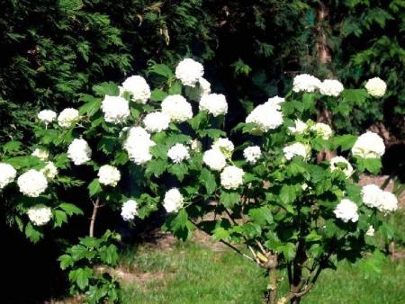 Boules de neige