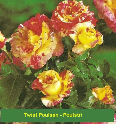 Twist Poulse - Poulstri