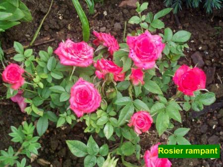 Rosier rampant