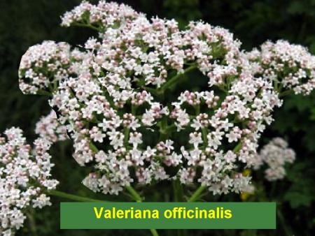 Valeriana officinalis