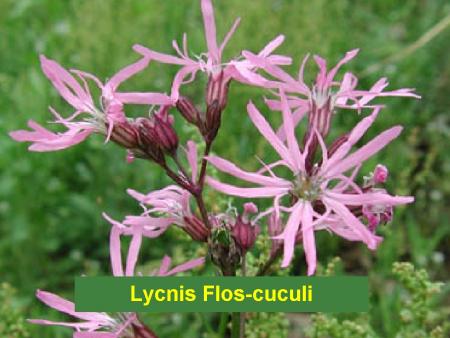 Lycnis Flos-cuculi