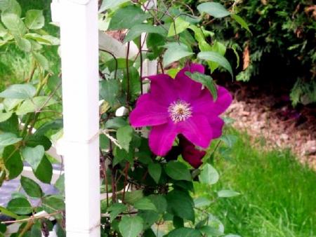 Clematite
