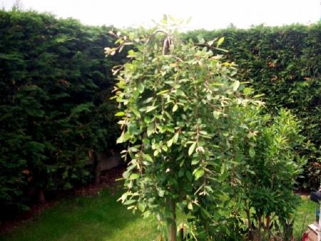 Salix