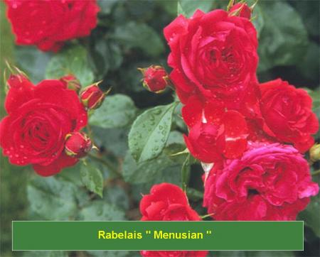 Rabelais 