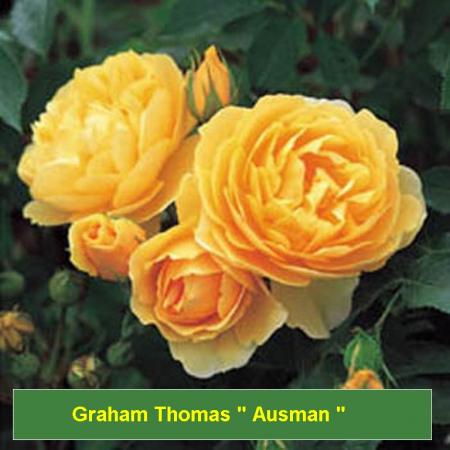 Graham Thomas 