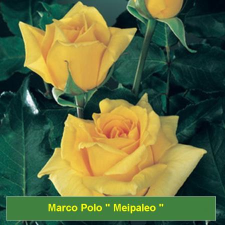 Marco Polo 