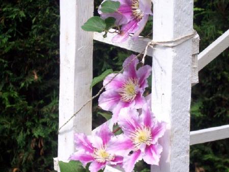 clematite 02